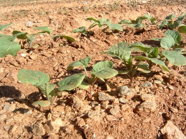 How to grow swede